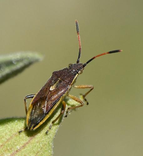 Réf. 228 779 : Maccevethus sp.